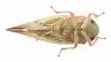 Acinopterus productus - photo 3