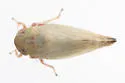 Acinopterus productus - photo 4