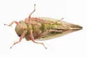 Acinopterus productus - photo 5