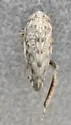 Acinopterus pulchellus - photo 2