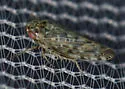 Acinopterus pulchellus - photo 4