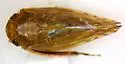 Acinopterus angulatus "spatiosus"