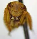 Acinopterus angulatus "spatiosus" - photo 3
