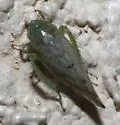 Acinopterus viridis