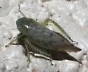 Acinopterus viridis - photo 2