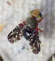 Aciurina aplopappi