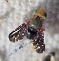 Aciurina aplopappi - photo 2