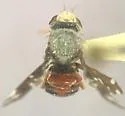 Aciurina maculata - Aciurina maculata