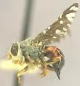 Aciurina maculata - photo 2