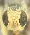 Aciurina maculata - photo 3