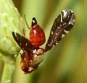 Aciurina mexicana