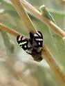 Aciurina opaca