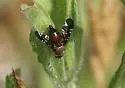 Desert Broom Gallfly