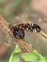 Desert Broom Gallfly - photo 4