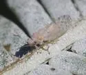 Acizzia acaciaebaileyanae - photo 2