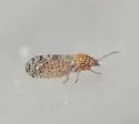 Acizzia hakeae