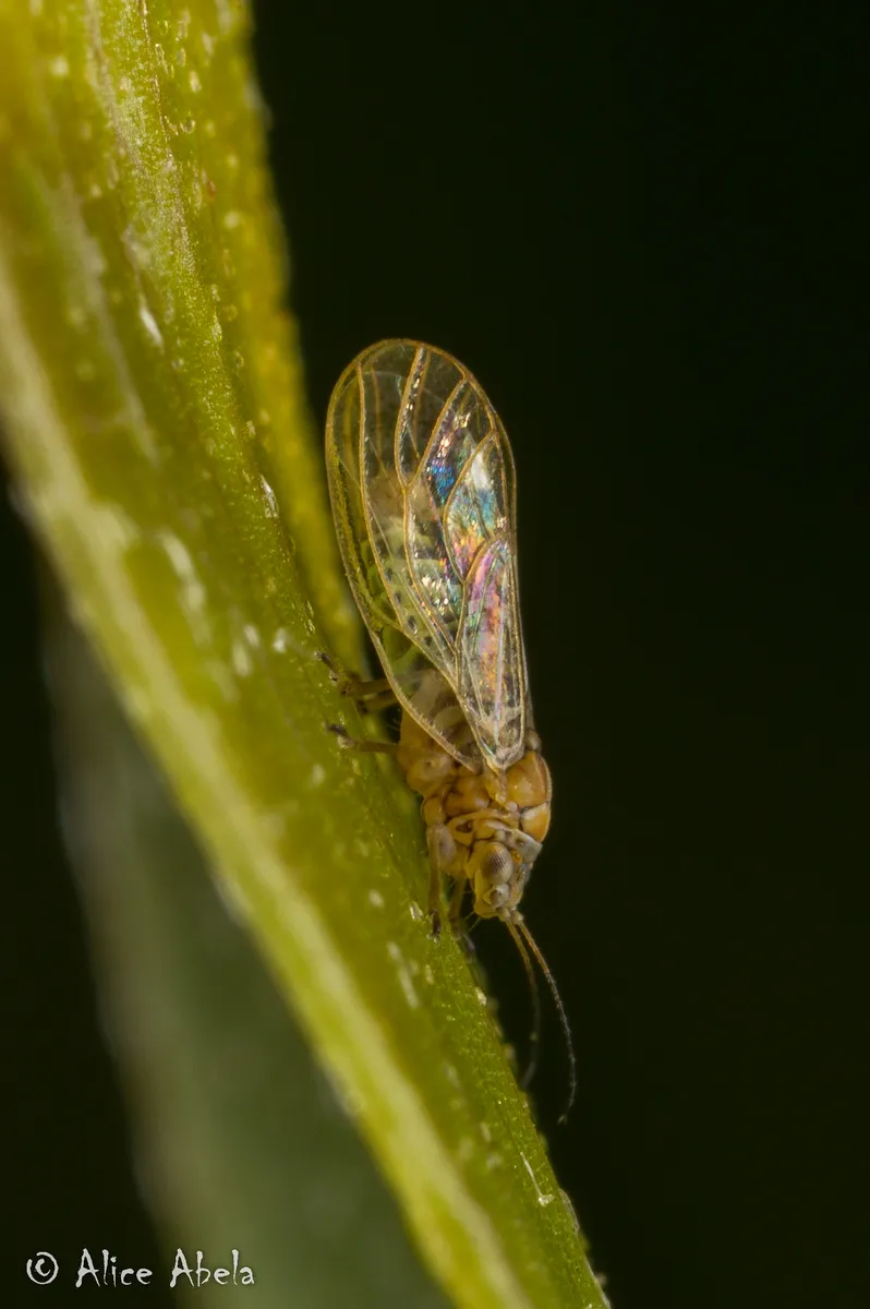 Acacia Psyllid - photo 2