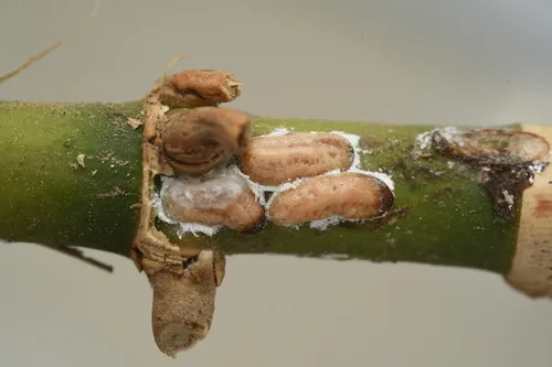 Aclerda wiltshirei