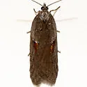 Acleris aenigmana - Hodges#3554 - Acleris aenigmana