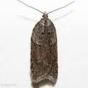 Acleris aenigmana - Hodges#3554 - photo 2