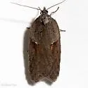 Acleris aenigmana - Hodges#3554 - photo 3