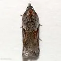 Acleris aenigmana - Hodges#3554 - photo 4
