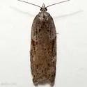 Acleris aenigmana - Hodges#3554 - photo 5