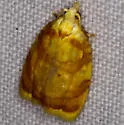 Red-edged Acleris - Hodges#3502