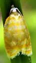 Red-edged Acleris - Hodges#3502 - photo 2