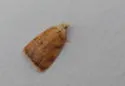 Red-edged Acleris - Hodges#3502 - photo 3
