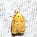 Red-edged Acleris - Hodges#3502 - photo 4