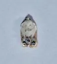 Acleris albinivia - Hodges#3530.1 - photo 2