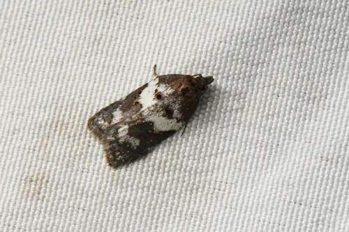 Acleris arcticana - Hodges#3534