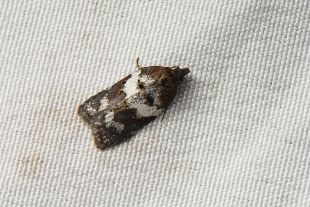 Acleris arcticana - Hodges#3534 - photo 2