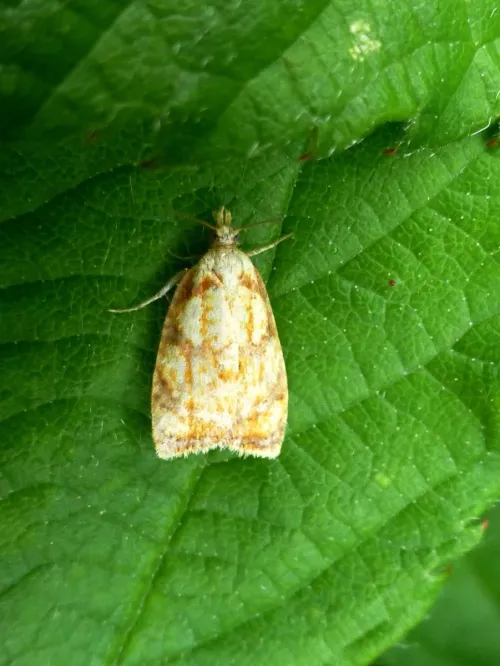 Acleris bergmanniana