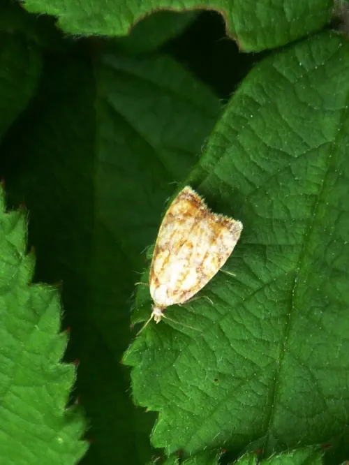 Acleris bergmanniana - photo 2