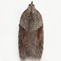 Acleris bowmanana - Hodges#3553