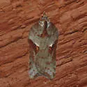 Acleris bowmanana - Hodges#3553 - photo 2