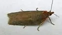 Acleris bowmanana - Hodges#3553 - photo 4