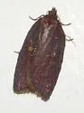 Acleris bowmanana - Hodges#3553 - photo 5