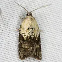 Acleris braunana - Hodges#3518