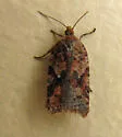Acleris braunana - Hodges#3518 - photo 2