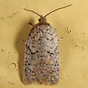 Acleris braunana - Hodges#3518 - photo 3