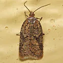 Acleris braunana - Hodges#3518 - photo 4