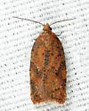 Acleris braunana - Hodges#3518 - photo 5