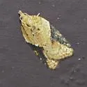 Brittania Moth - Hodges#3537