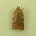 Brittania Moth - Hodges#3537 - photo 2
