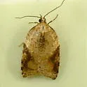 Brittania Moth - Hodges#3537 - photo 3