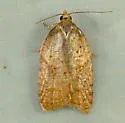 Brittania Moth - Hodges#3537 - photo 4