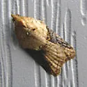 Brittania Moth - Hodges#3537 - photo 5